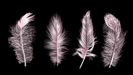 four pink feathers isolated on black
