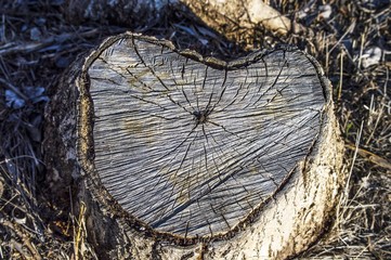 cut poplar wood residues,remainder poplar

