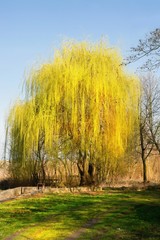 Blooming weeping willow.