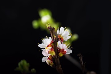 Apricot flower on black.