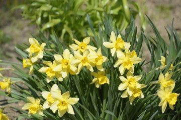 Spring flowering bulb plants in the flowerbed. Flowers daffodil yellow