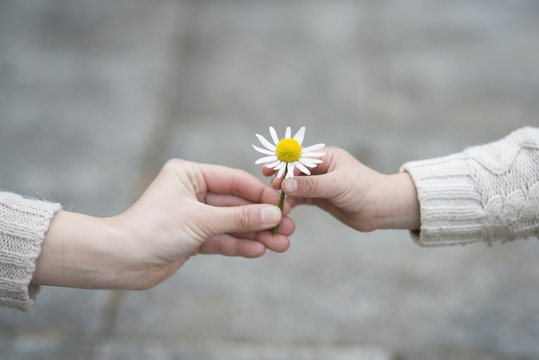 白い花を手渡す親子の手