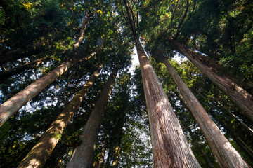 Fototapeta premium Pine tree forest background.