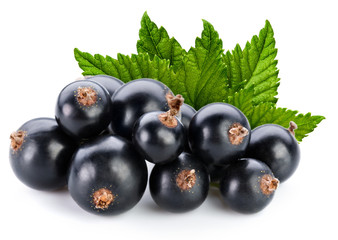 black currant branch