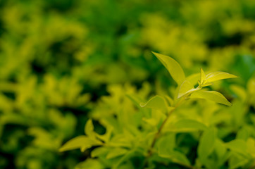 Blur green leaf on moody background
