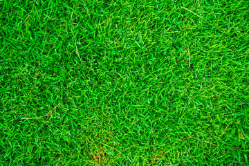 Nature green grass texture above view
