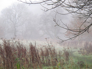 Autumn beech woodland collection