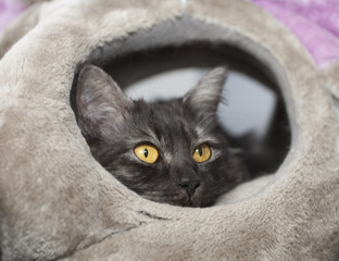 симпатичный серый кот выглядывает из своего домика