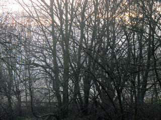 Autumn beech woodland collection