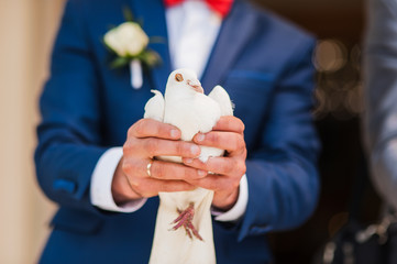 A pair of beautiful white doves.