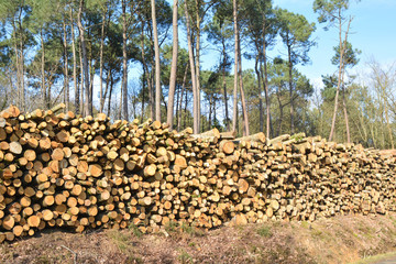 Deforestation environmental problem