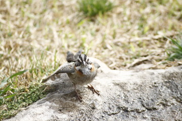 pajarito