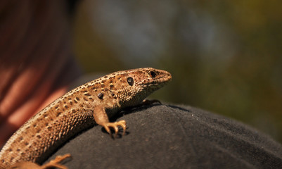 sand lizard (Lacerta agilis)
