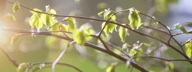 green spring branches background