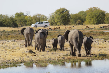 Family of Elephants walking in direction of a car in Etosha National Park - Namibia