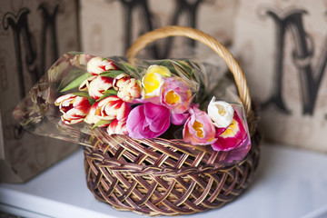 Cute tulips lies in basket