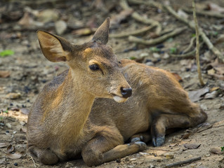Image of a deer on nature background. wild animals.
