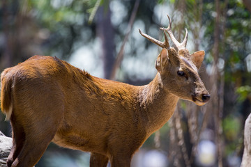 Obraz premium Image of a deer on nature background. wild animals.