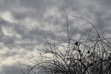 Naklejka premium Sparrows 