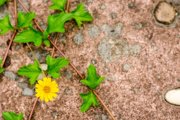 Fresh yellow flower on concrete road background