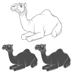Set of black and white images of a camel. Isolated vector objects on white background.