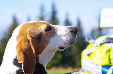 Aufmerksamer Hund in den Bergen, Mantrailer, Rettungshund, Rucksack, Pointer