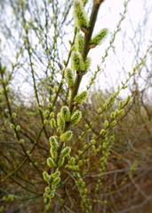 The first spring flowering of trees
