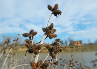 The first spring flowering of trees