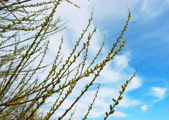 The first spring flowering of trees