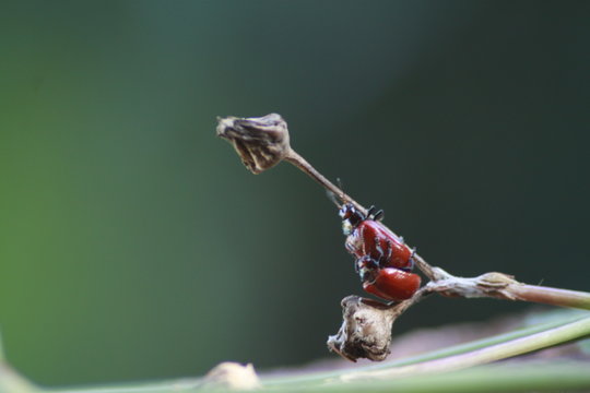 cosas de la naturaleza
