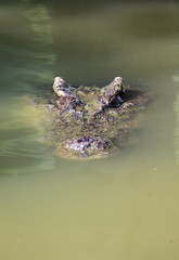 Image of a crocodile head in the water. Reptile Animals.