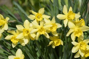 Obraz na płótnie Canvas Spring flowering bulb plants in the flowerbed. Flowers daffodil yellow