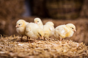 Yellow chickens on a haystack,Little Yellow Chickens,Little sleepy newborn yellow chickens in nest,newborn chickens in hay nest