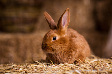 Funny little rabbit among Easter eggs in velour grass,rabbits with Easter eggs,close-up pair of easter bunny,Cute rabbit small bunny domestic pet with long ears and fluffy fur coat 