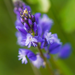 Blue wild flowers symbol spring begins