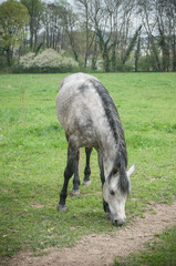 Obraz na płótnie Canvas cheval gris en plein air broutant dans un champ