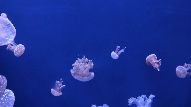 Group of jellyfish (mastigias) swimming against blue backdrop