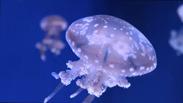 Close-up of a single jellyfish (mastigias) swimming against blue backdrop 60fps