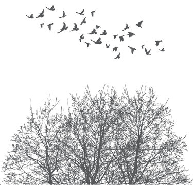Silhouette of flying birds and tree vector illustration