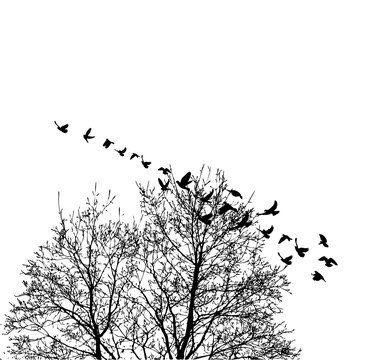 Silhouette flying birds on wood background