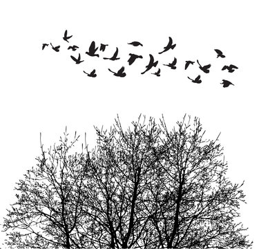 Silhouette flying birds and silhouette tree vector illustration