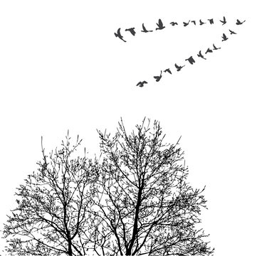 Silhouette flying birds on wood background vector