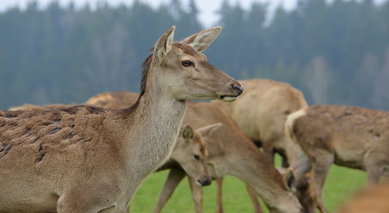 Frühling im Rehrudel, weibliches Rotwild im Profil