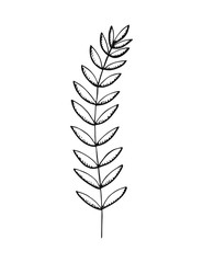 Plant twig. Hand drawing