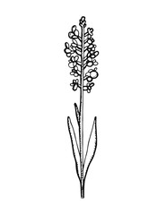 Fototapeta na wymiar Plant with flowers. Twig hand drawing