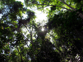 Forest trees