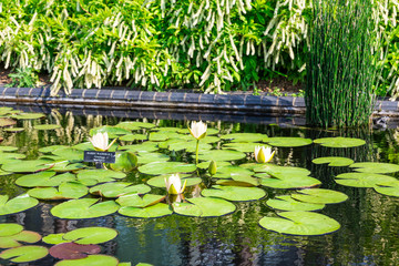 Reservoir with lilies in botanical garden
