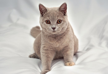 Fototapeta na wymiar Gray kitten is a British Shorthair breed