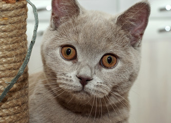 The face of a kitten of British Shorthair cats