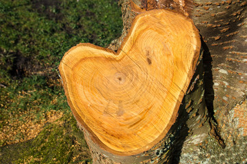 Herz aus Holz